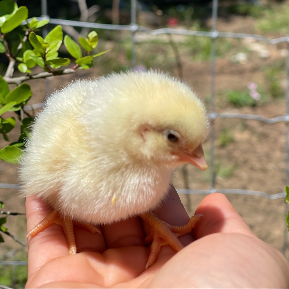 Meet your Posher, Araceli